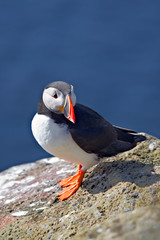 Puffin