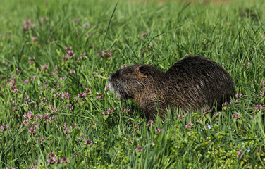 Nutria Nagetier