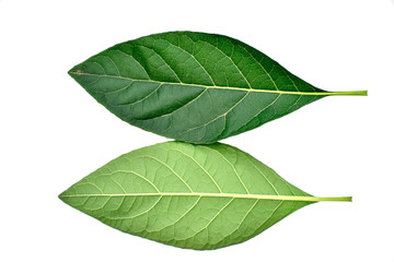 Fototapeta premium green leaf isolated on white