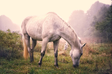 Białe konie pasące się w bajkowy, letni, mglisty poranek.