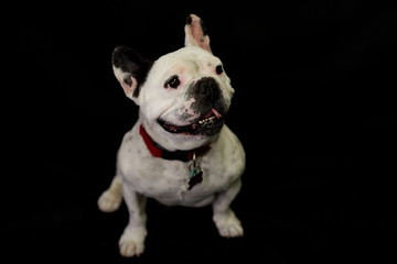 Dog French Bulldog