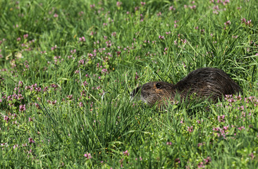 Nutria Nagetier