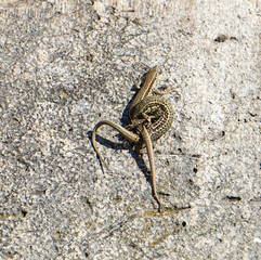 Accouplement lézards France