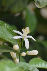 Beautiful nature, outdoor plant, background