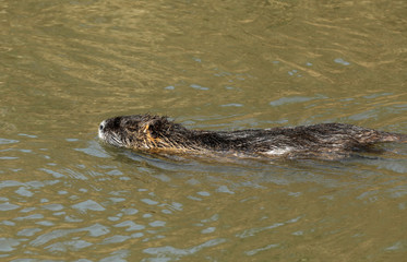Nutria Nagetier