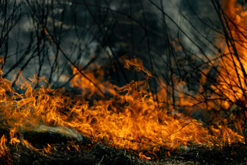 Forest fire. Dry grass and trees burn.