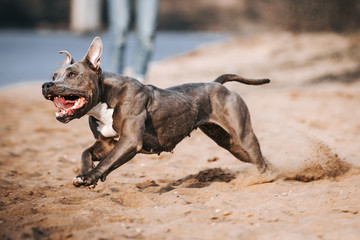 American staffordshire terrier in action. Power of dog. Super fit and strong amstaff. Dog high jump competition