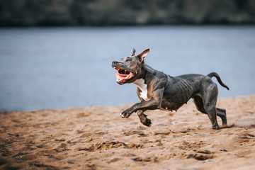 American staffordshire terrier in action. Power of dog. Super fit and strong amstaff. Dog high jump...