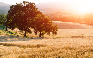 Fototapeta premium Wheat field. Ears of golden wheat. Beautiful nature sunset landscape. Rural scenery under shining sunlight. Background of ripening ears of wheat field. Rich harvest concept.