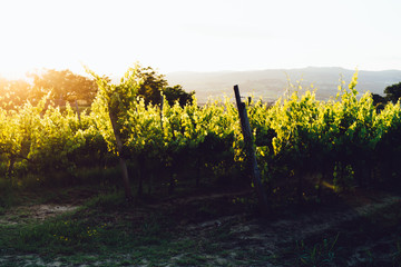 Summer vineyard shot at sunset. View of a rural landscape during sunrise in Tuscany. Rural farm, vineyards, green fields, sunlight and fog. Italy, Europe.