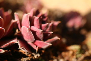 sempervivum_rojnik Belladonna