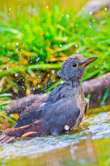 Blackbird, Turdus merula, Mirlo Común, Forest Pond, Castilla y León, Spain, Europe