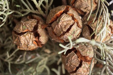 fir cones grow on
evergreen trees that delight our sight year-round