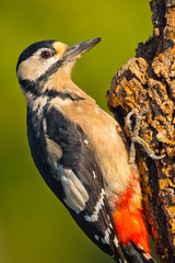 Great Spotted Woodpecker, Dendrocopos major, Pico Picapinos, Castilla y León, Spain, Europe