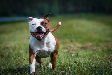 Staffordshire bull terrier in action photography outside.