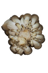 oyster mushrooms isolate on a white background a lot of cut