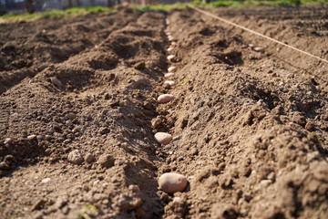 Potatoes sowing in the countryside