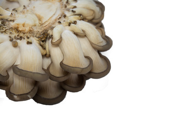 oyster mushrooms isolate on a white background a lot of cut