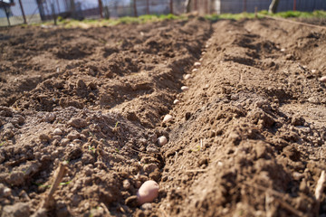 Potatoes sowing in the countryside