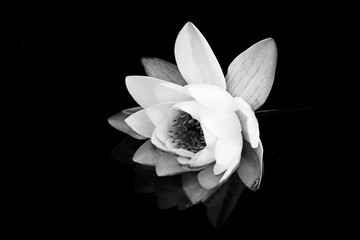 blurred water Lily in the water on a black background, black and white photo
