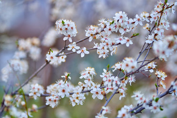 Cherry flowers