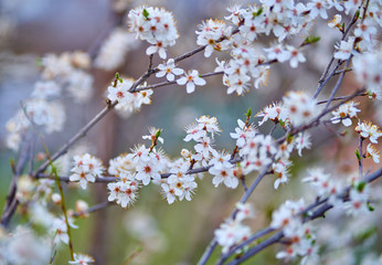 Cherry flowers