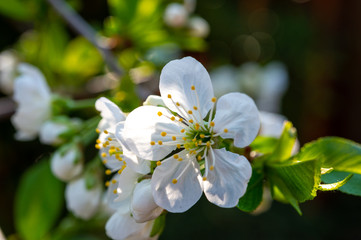 Spring white blossom of sour cherry berry trees in orchard