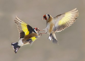 Carduelis carduelis