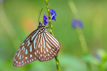 Blue Glassy Tiger butterfly -Ideopsis vulgaris, beautiful large butterfly from Eastern Asian meadows and woodlands, Malaysia.
