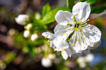 Spring white blossom of sour cherry berry trees in orchard