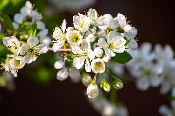 Spring white blossom of sour cherry berry trees in orchard