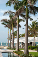 Key West Town Palm Tree Alley