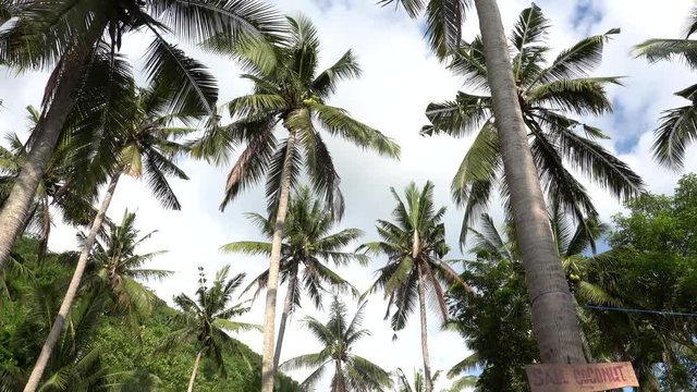 Palm trees against blue sky.Wooden nameplate Coconut for sale. Travel Vacation Nature Concept. Look Up View in Tropical Forest Background. 4K Steadicam Footage. Nusa Penida, Indonesia.