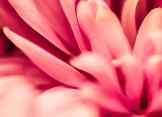 Fototapeta na wymiar Abstract floral background, pink chrysanthemum flower. Macro flowers backdrop for holiday brand design