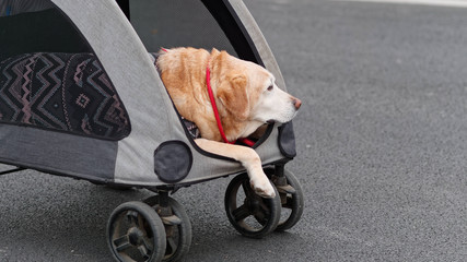 Aged Labrador Retriever travel in pet cart, old dog in clothes.