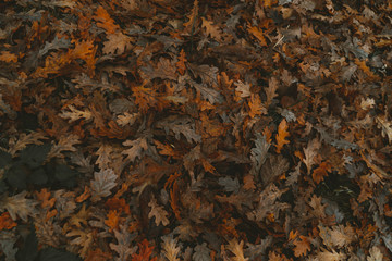Village in the fall
