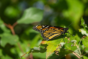 Monarch on a Leaf