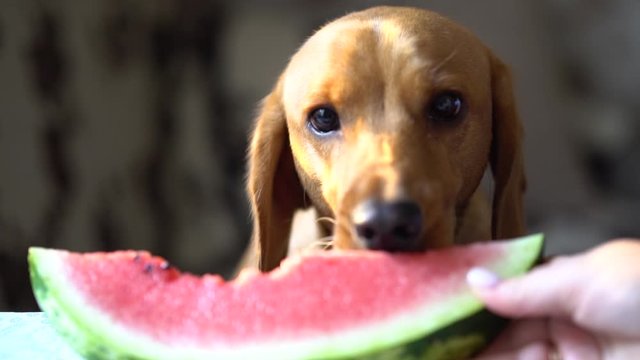 Red hair dog bites a big slice of watermelon. Closeup head of spaniel.