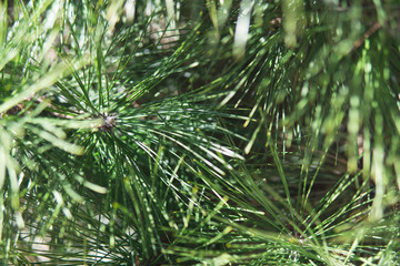 
Young light green long pine branch needles in sunny day. Beautiful spring, summer background. Close up view, selective focus.