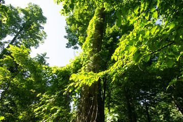 Vine-laced Trees