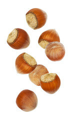 Falling hazelnut isolated on white background. Fresh hazelnuts in their shells.