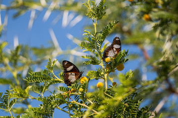 Butterfly sitting on the yellow flowers a Sweet Thorn or Acacia karoo tree