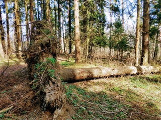 tree in the forest