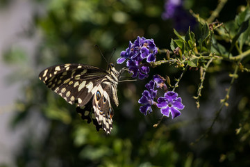 Citrus Swallowtail (Papilio demodocus) butterfly sitting on purple flowers