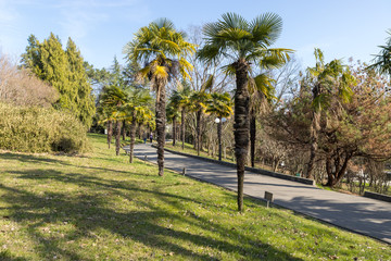 Dendrarium of Sochi, alley of mayors (palms)