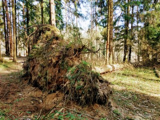 tree in the forest