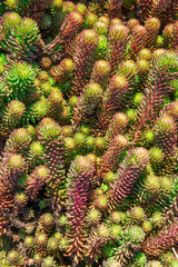 Sedum reflexum Angelina or sedum rupestre Angelina. Pattern made of low growing succulent plants, green and purple color. Sunny day, spring plant background.