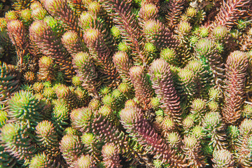 Sedum reflexum Angelina or sedum rupestre Angelina. Pattern made of low growing succulent plants, green and purple color. Sunny day, spring plant background.