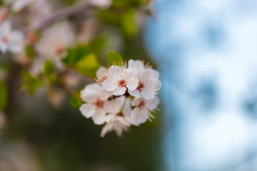 white Cherry blossoms against a blurred background. Spring blooming tree. close up