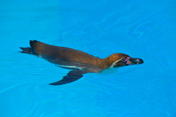 Humboldt penguin (Spheniscus humboldti) swimming on blue water viewed from above